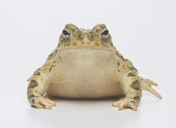 European Common Frog (Rana temporaria), front view, close up