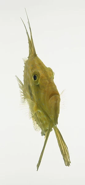 European John Dory fish (Zeus faber), front view