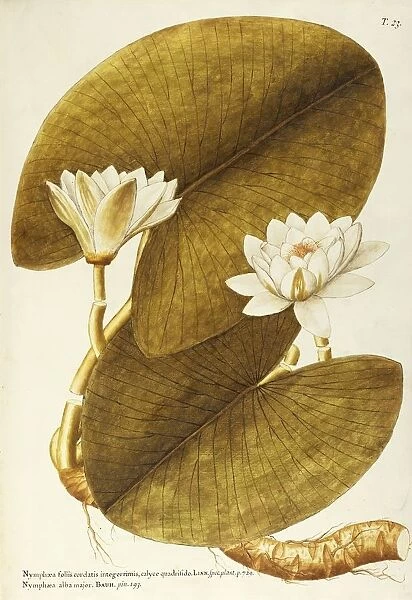European White Waterlily or White Lotus (Nymphaea alba), Nymphaeaceae by Giovanni Antonio Bottione, watercolor, 1770-1781