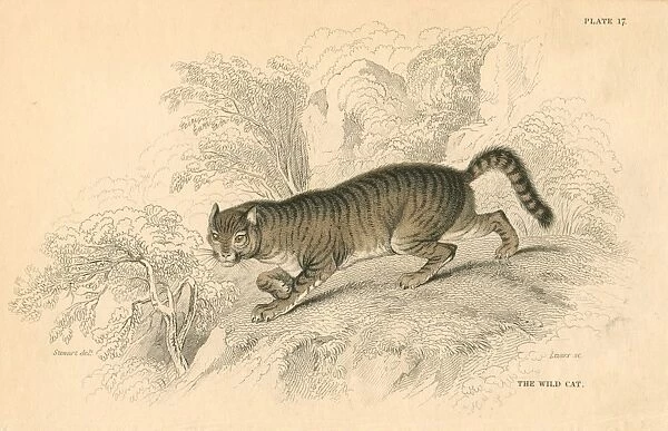 European Wild Cat (Felis silvestris). From British Quadrupeds, W MacGillivray, (Edinburgh