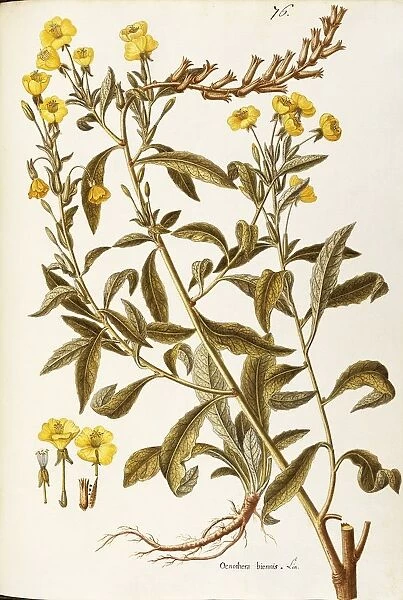 Evening Primrose (Oenothera biennis), Onagraceae, Herbaceous biennial plant for flower beds native to Northern America, watercolor, 1781-1802