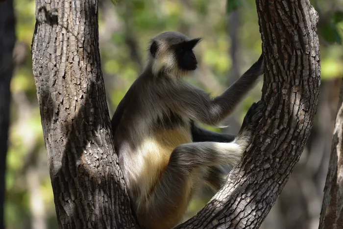 Framed Print : Emnopithecus Print, Gray Langur Image Framed Print : Emnopithecus Print, Gray Langur Image