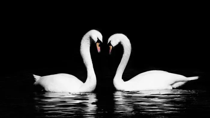 Framed Print : Swan Swan (Evolve) Print Framed Print : Swan Swan (Evolve) Print