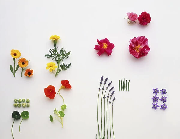 Examples of edible flowers, including Calendula officinalis (Pot marigold), Tagetes patula (French marigold), Tropaeolum majus (Nasturtiums), Rosa sp. (Roses), Lavandula sp. (Lavender), Viola sp. (Violets and Violas)