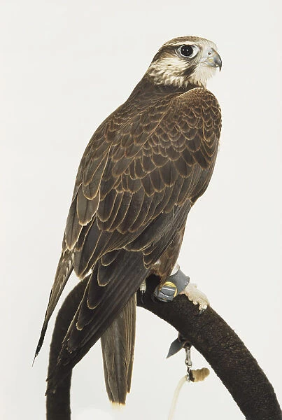 Falcon perched on wooden bar, side view