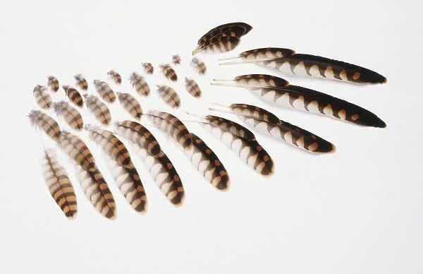 Feathers from a Kestrels wing (Falco tinnunculus)