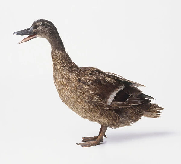 Female Mallard Duck (Anas platyrhynchos) standing with open beak, side view