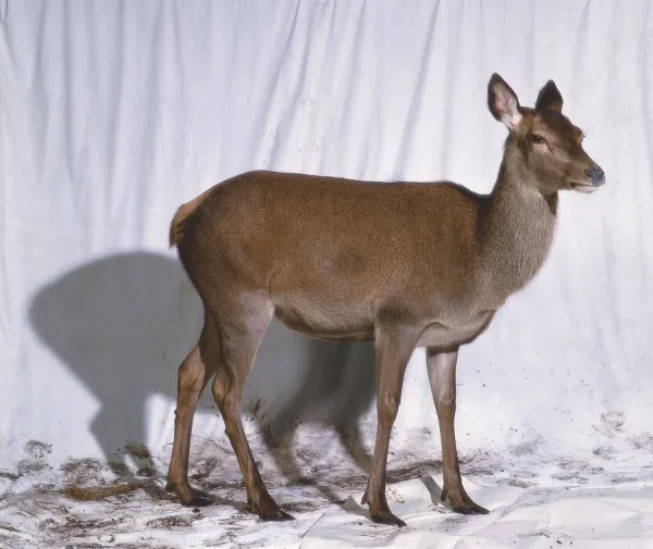 Female Red Deer or Hind (Cervus elaphus), side view