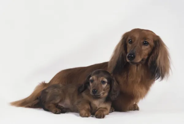 Female red Long Haired Dachshund with puppy