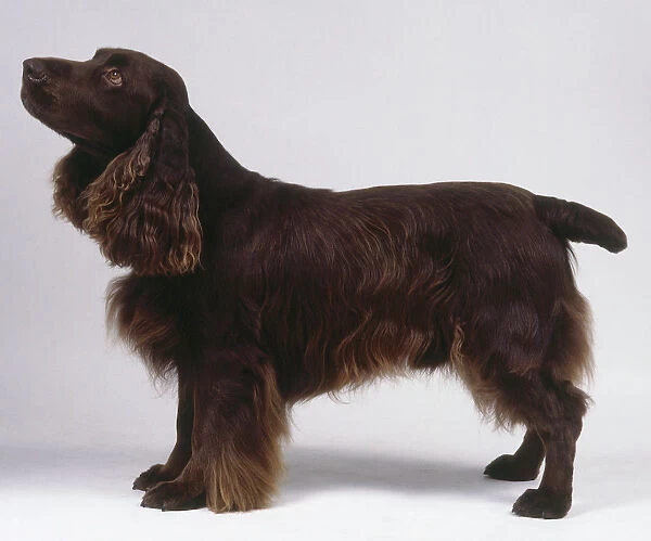 A field spaniel with a deep reddish-brown coat stands with its head tilted upward