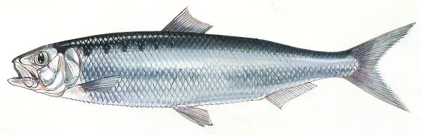 Fishes: Clupeiformes Clupeidae - Mediterranean shad (Alosa agone ), illustration