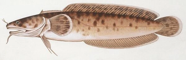 Fishes: Gadiformes, Mediterranean bigeye rockling (Gaidropsarus biscayensis), illustration