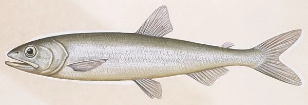 Fishes: Osmeriformes Osmeridae, European smelt (Osmerus eperlanus), illustration