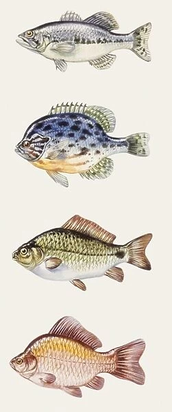 Fishes: Perciformes, Largemouth bass (Micropterus salmoides), Pumpkinseed (Lepomis gibbosus), Crucian carp school (Carassius carassius), Goldfish (Carassius auratus auratus)