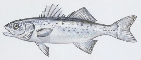 Fishes: Perciformes Moronidae, European seabass (Dicentrarchus labrax ), illustration