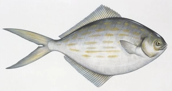Fishes: Perciformes Stromateidae - Blue butterfish (Stromateus fiatola), illustration