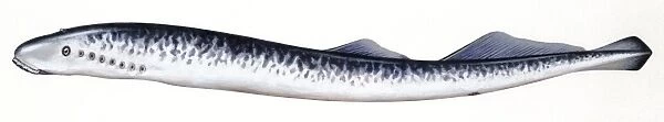 Fishes: Petromyzontiformes, Sea lamprey (Petromyzon marinus ), illustration