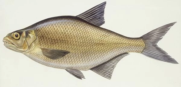 Fishes: School of Carp breams (Abramis brama), illustration