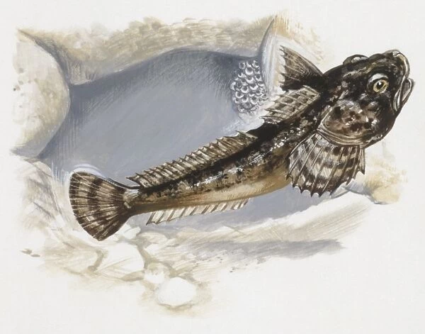 Fishes: Scorpaeniformes Cottidae, Bullhead (Cottus gobio), illustration