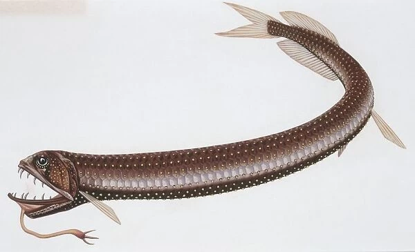 Fishes: Stomiiformes Stomiidae - Scaly dragonfish (Stomias boa boa), illustration