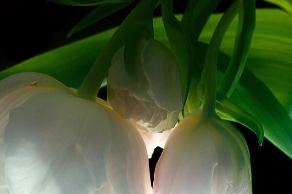 Flowers, Tulipa, Tulip Exotic Emperor