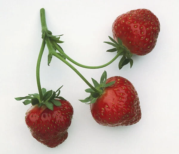 Fragaria X Ananassa, three Strawberries