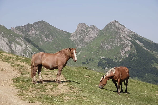 France, pyrenees, col de soulour, horses grazing