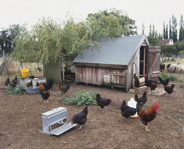 Free range chickens roaming around a fenced enclosure, housing, feeder