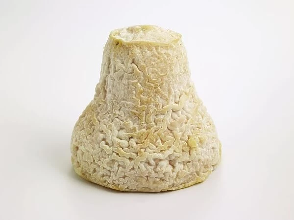 French bell-shaped Clochette goats milk cheese with natural mould on rind