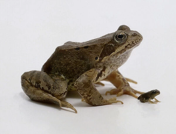 Fully grown frog with froglet, side view, brown, sitting, big and small