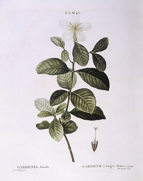 Gardenia (Gardenia florida), Henry Louis Duhamel du Monceau, botanical plate by Pierre Joseph Redoute