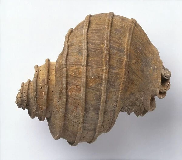 Gastropods - Ecphora: Ecphora quadricostata (Sea snail), Pliocene era