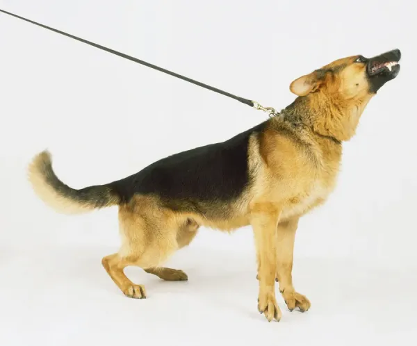 German Shepherd Straining at Lead Art Prints, Posters