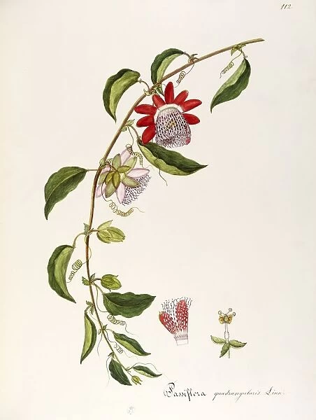 Giant Granadilla (Passiflora quadrangularis), Passifloraceae, Climbing shrub, native to tropical America, watercolor, 1865
