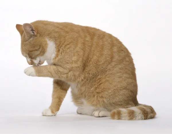 Ginger cat licking its paw, side view