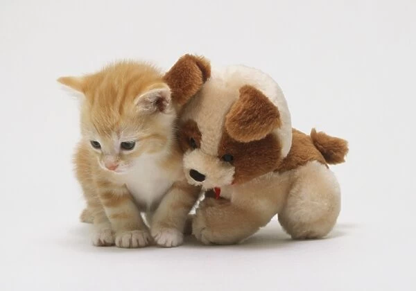 Ginger kitten (felis silvestris), leaning against brown-white cuddly toy, looking down