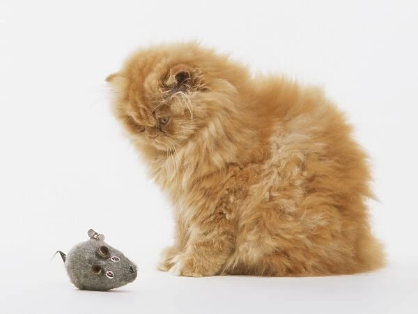 Ginger Longhair Cat (Felis catus) looking at a grey toy mouse, side view