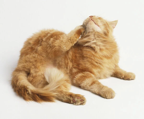 Ginger tabby Cat (Felis catus) lying down and scratching side of its face