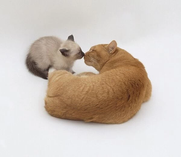 A ginger tomcat touching noses with a small Tonkinese kitten