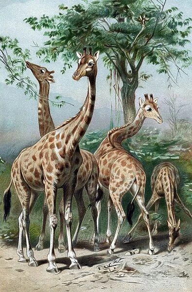 Giraffe browsing. French naturalist Lamarck considered giraffe illustrated his Transformism