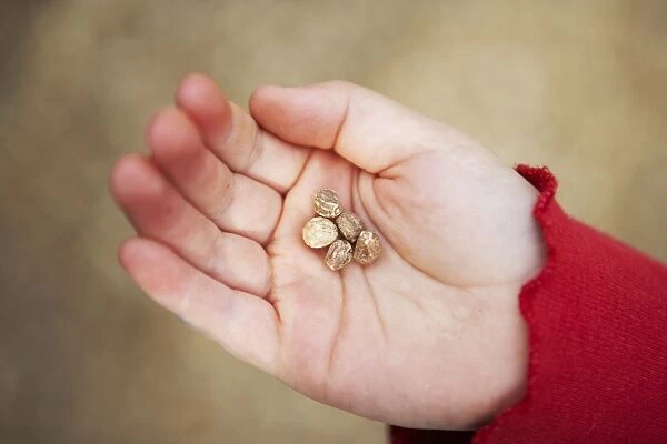 Girl with five nasturtium seeds in palm of hand, close-up