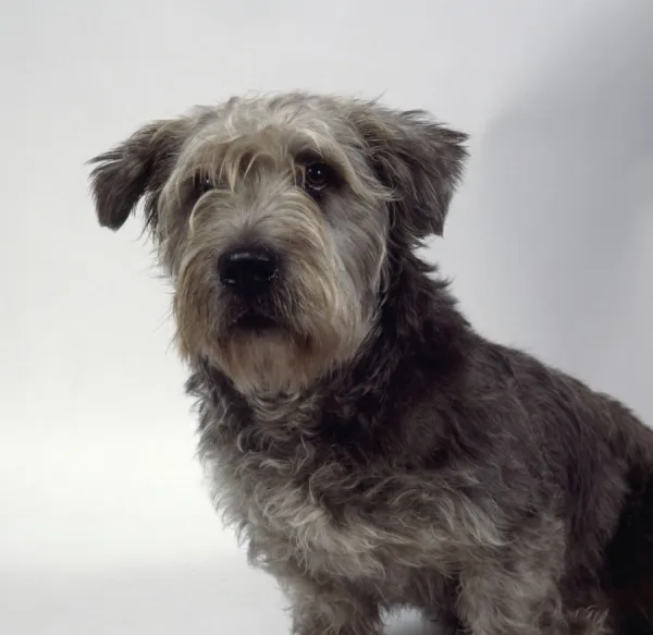 Glen of Imaal Terrier, close-up