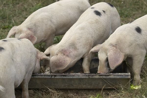 Gloucester Old Spot pigs feeding from trough