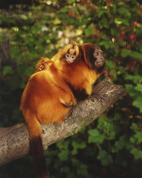 Golden Lion Tamarins, leontopithecus rosalia, adult carrying baby on its back climbing tree branch, side view