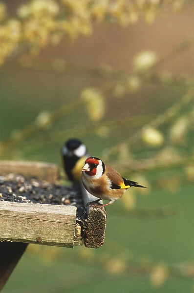 Goldfinch, Carduelis carduelis, in the front and Great Tit, Parus major, perching