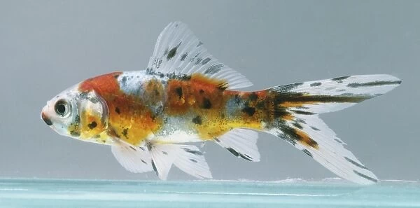 Goldfish, carassius auratus, multicoloured body, black spots, and a large forked caudal fin