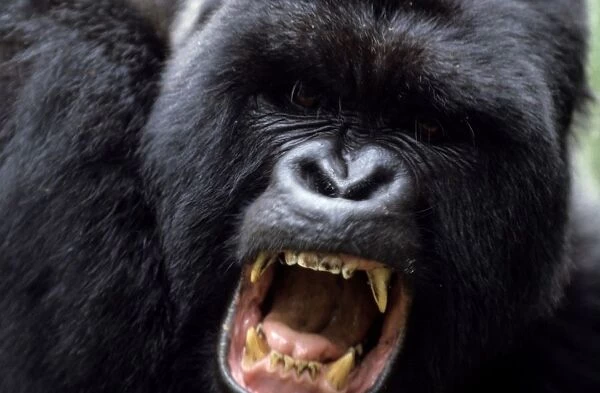 Gorilla. Rwanda. Africa
