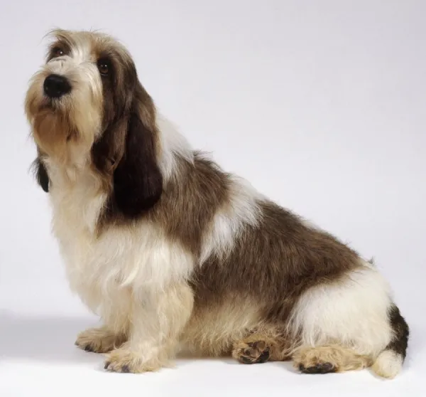 Grand Basset Griffon Vendeen: Petit Basset Griffon Vendeen dog, seated