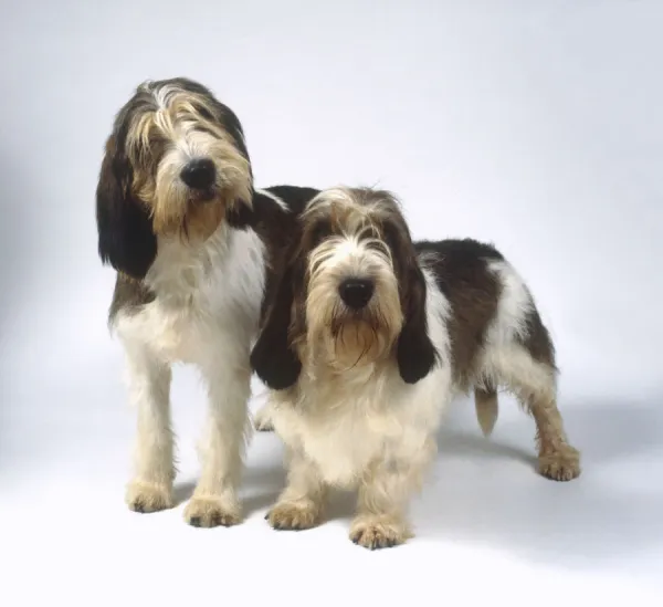 A Grand Basset Griffon Vendeen and a Petit Basset Griffon Vendeen standing side by side, looking at camera