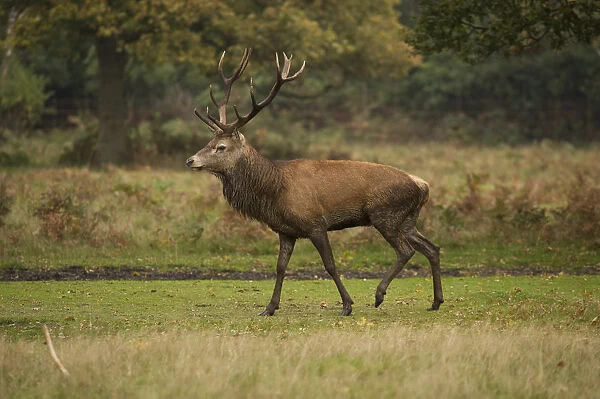 Great Britain, England, London, deer in Richmond Park